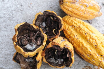 Selective focus of cacao fruit with black, rotten and moldy beans. Cacao farming pest and disease.