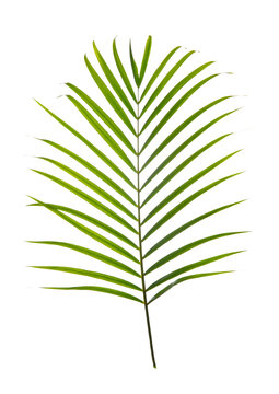 Tropical palm leaf foliage plant, PNG transparency