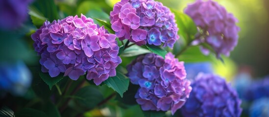 Radiant Purple Wildflowers Basking in Sunlight, Botanical Beauty in Nature
