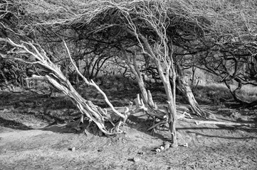 Driftwood and Dry Trees in an Arid Landscape Background.