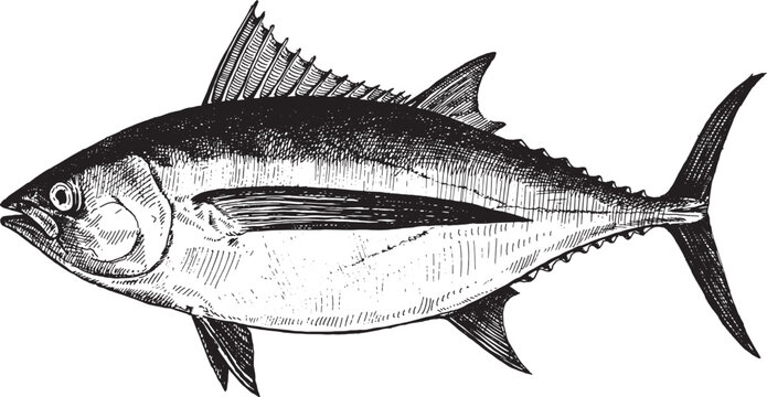 Tuna albacore, fish collection. Healthy lifestyle, delicious food. Hand-drawn images.