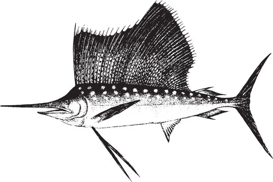 Marlin, Fish collection. Healthy lifestyle, delicious food. Hand-drawn images, black and white graphics.