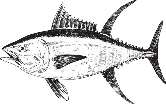Tuna yellowfin, fish collection. Healthy lifestyle, delicious food. Hand-drawn images.