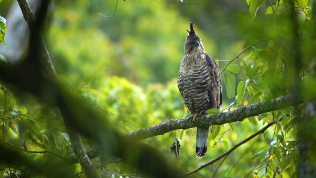 Female javan hawk-eagle nisaetus bartelsi perching on mossy tree branch, hunting for food, natural bokeh background	