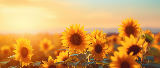 Obraz premium Blooming sunflowers flowers field in the garden with sunset background with soft focus realism style and soft glowing light