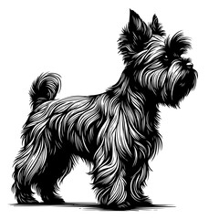 affenpinscher dog pet portrait in line art or stencil art, isolated on white background