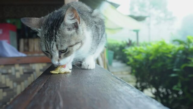a white and gray cat with black stripes is eating in a tea plantation area