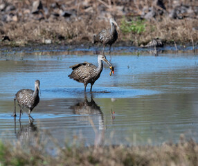Limpkin (Aramus guarauna) eating the apple snail, Cullinan Park, Texas, USA.