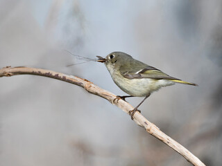 The ruby-crowned kinglet (Regulus calendula) with caught mosquito in its beak, Brazos Bend State Park