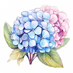 Colorful hydrangea flower