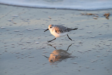 Sanderling Racing On Beach, Galveston, Texas, USA.