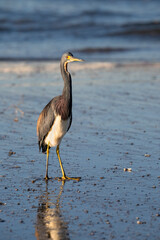 The tricolored heron (Egretta tricolor) on the beach, Galveston, Texas, USA