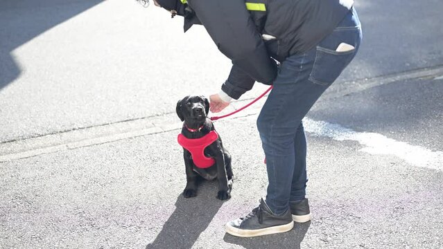 子犬のお散歩デビューの動画