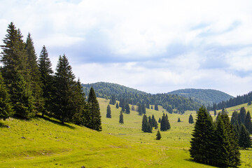 Green meadow with fir and pine trees in the Apuseni Mountains, Padis, Bihor County, Romania
