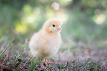 A chicken baby in the garden