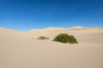 Fototapeta na wymiar Shrubs in the desert at Mesquite Flat Sand Dunes, Death Valley National Park, California