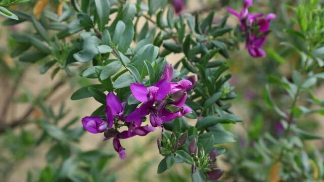 Polygala myrtifolia, the myrtle-leaf milkwort is native to South Africa