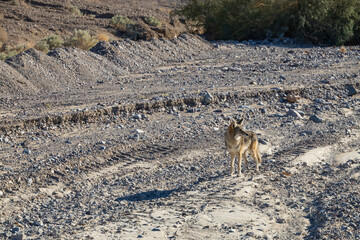 Coyote standing in the desert