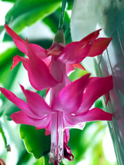 Blooming Christmas cactus in a pot on the windowsill, macro - 746928309