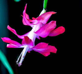 Blooming Christmas cactus in a pot on the windowsill, macro - 746928356