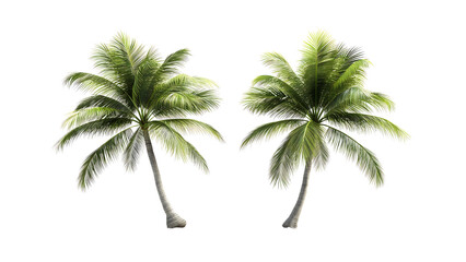 Fototapeta na wymiar two coconut trees on a transparent background