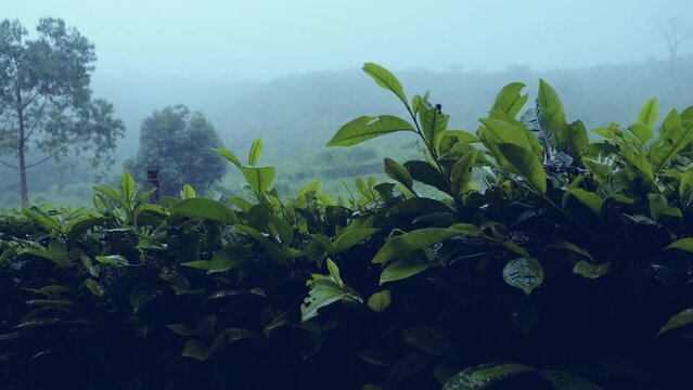A drizzle of rainwater began to drench the tea plantation area on the day that began at night