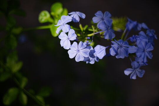 blue flower elixir
