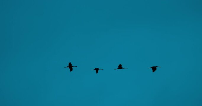 Eastern Europe. Birds Winter Migration. Flock Of Common Cranes Or Eurasian Cranes Fly In Sunny Blue Autumn Sky. Common Crane Or Grus Grus. Nesting Cranes, Nest. Bright Blue, Light Blue Colors.