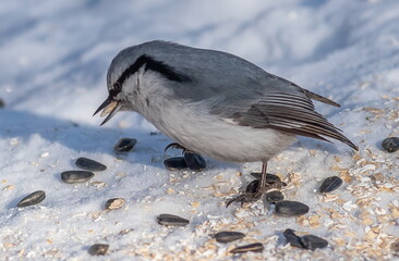 The nuthatch bird pecks seeds in the snow