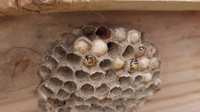 A dead wasp nest with empty cells in closeup handheld shot