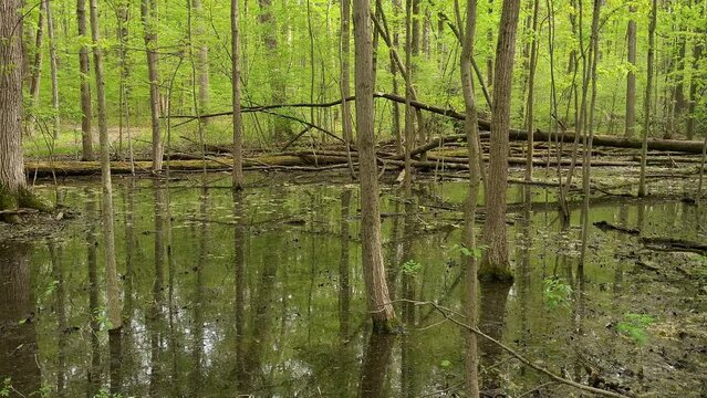 Vernal pools in South Michigan, USA, panning shot to right