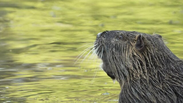Close up view of a nutria or coypu (Myocastor coypus) in a lake