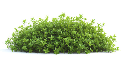 Obraz premium Fresh green bush isolated on white background