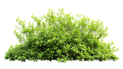 Fototapeta premium Fresh green bush isolated on white background