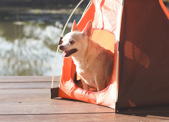 brown short hair Chihuahua dog sitting in the orange camping tent outdoor in morning sunlight,...