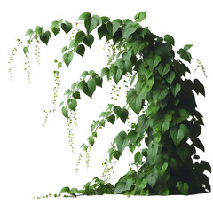green leaves from Javanese treebine or grape ivy (Cissus spp.), a jungle vine and hanging ivy plant bush foliage, isolated on a white background with a clipping path.
