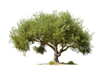 Olive Tree Display Isolated On Transparent Background
