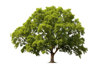 Pecan Tree Isolated On Transparent Background