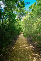 Fototapeta na wymiar Path through the jungle trees of Puerto Rico