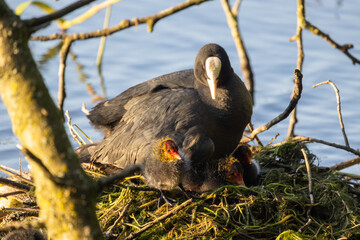 This touching image showcases the tender care of a Eurasian coot as it shelters its young chicks in the safety of a nest by the lake. The fluffy red-headed chicks peek out from under the parent's