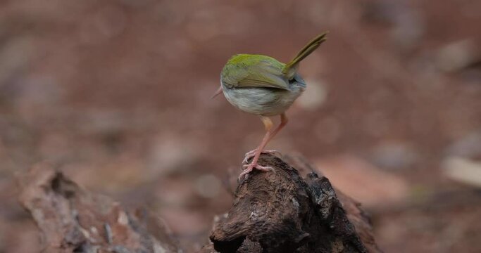 Common Tailorbird Orthotomus sutorius, Thailand, Camera tilts down to reveal this bird facing to the right as it turns around then jumps down to find food.