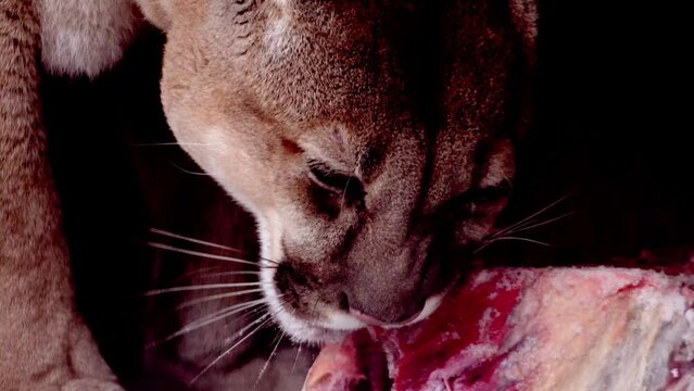 Beautiful Canadian Cougar, Puma Concolor eat raw meat during snowfall in national park. 4k 120fps super slow motion raw footage 