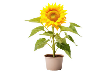 Sunflower Display
