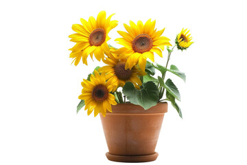 Sunflower in a Pot Isolated On Transparent Background