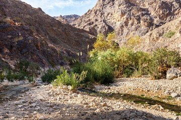 Narrow shallow river flows between banks overgrown with greenery in gorge Wadi Al Ghuwayr or An Nakhil and the wadi Al Dathneh near Amman in Jordan