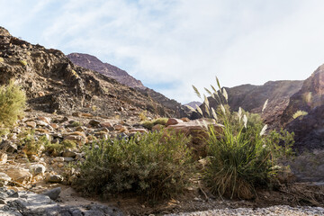 Green bushes grow in the gorge Wadi Al Ghuwayr or An Nakhil and the wadi Al Dathneh near Amman in Jordan