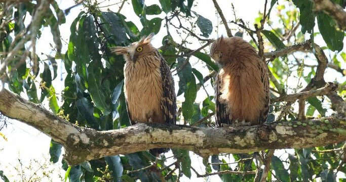 Buffy Fish Owl Ketupa ketupu, Thailand.  Juvenile on the right side approaches the parent bird as it turns its back around and then starts to groom for attention.