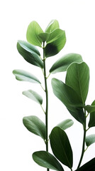 Obraz premium vertical photo of natural plant branch sprig with green leaves in white background 