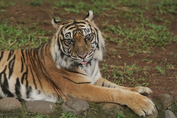a sumatrantiger lying on the ground