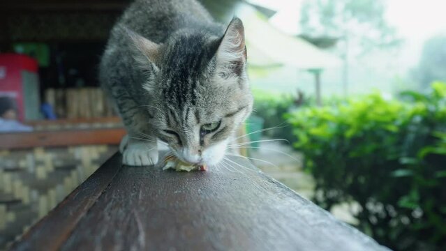 a white and gray cat with black stripes is eating in a tea plantation area
